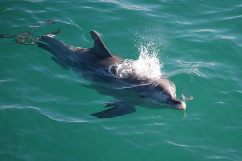 Jervis Bay Dolphin Watch Cruise - Accommodation Port Hedland 1