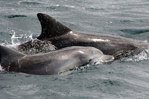 Jervis Bay Dolphin Watch Cruise - Accommodation Port Hedland 2