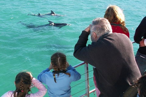 Jervis Bay Dolphin Watch Cruise - Accommodation Port Hedland 4