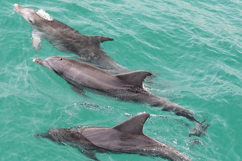 Jervis Bay Dolphin Watch Cruise - Accommodation Port Hedland 5