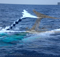 Whale Watching Jervis Bay - Accommodation Port Hedland