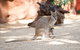 WILD LIFE Sydney Entrance Ticket - thumb 2