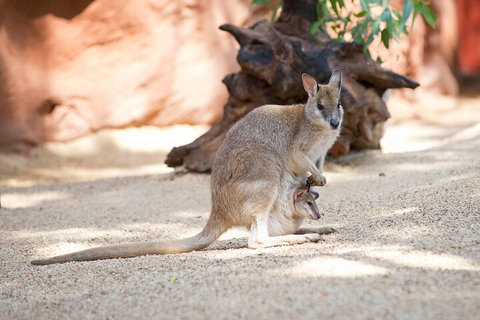 WILD LIFE Sydney Entrance Ticket - Accommodation Port Hedland 2