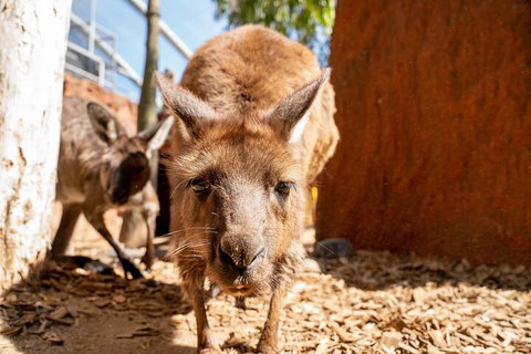WILD LIFE Sydney Entrance Ticket - Accommodation Port Hedland 3