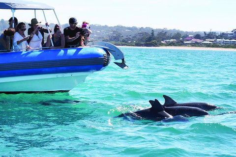 Southern Ocean Adventure From Victor Harbor - Accommodation Port Hedland 2