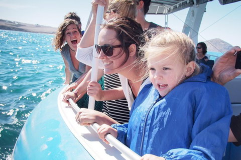 Southern Ocean Adventure From Victor Harbor - Accommodation Port Hedland 4