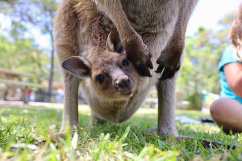 Luxury Hunter Valley Wildlife, Wine & Vodka Tasting Tour From Sydney - Accommodation Port Hedland 3