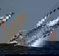 Sydney Harbour Tall Ship Whale  Sail - Whale Watching Cruise - Accommodation Port Hedland