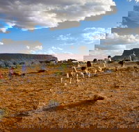 Mount Conner 4WD Small Group Tour from Ayers Rock including Dinner - Accommodation Port Hedland