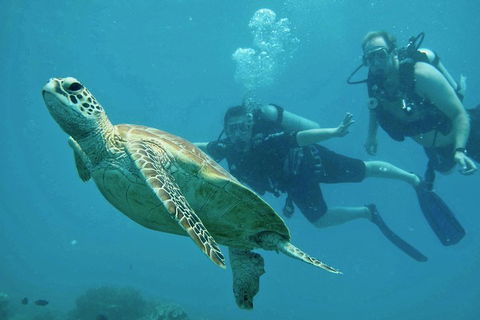 Ocean Freedom Great Barrier Reef Personal Luxury Snorkel & Dive Cruise, Cairns - Accommodation Port Hedland 4