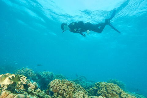 Ocean Freedom Great Barrier Reef Personal Luxury Snorkel & Dive Cruise, Cairns - Accommodation Port Hedland 5