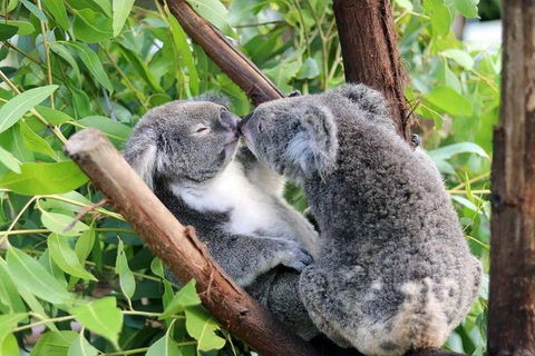 Classic Kuranda By Skyrail And Scenic Railway Including Rainforestation, Koala And Wildlife Park And Pamagirri Aboriginal Experi - Accommodation Port Hedland 3