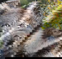 Kuranda Koala Gardens and Birdworld Admission Tickets - Accommodation Port Hedland