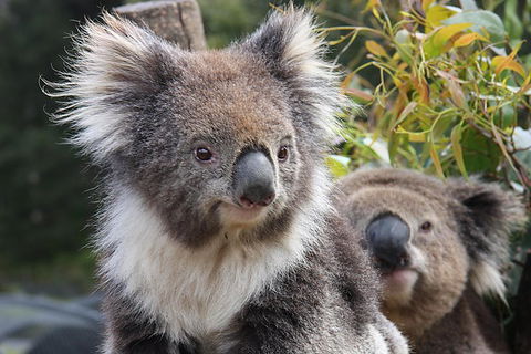 Kuranda Koala Gardens And Birdworld Admission Tickets - Accommodation Port Hedland 0