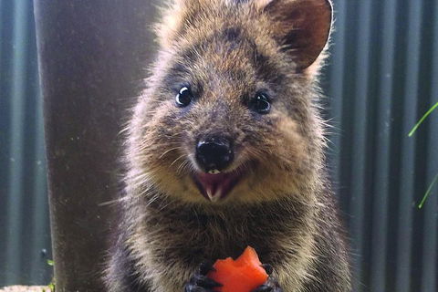 Kuranda Koala Gardens And Birdworld Admission Tickets - Accommodation Port Hedland 2