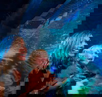 SEA LIFE Sunshine Coast Aquarium Entrance Ticket - Accommodation Port Hedland