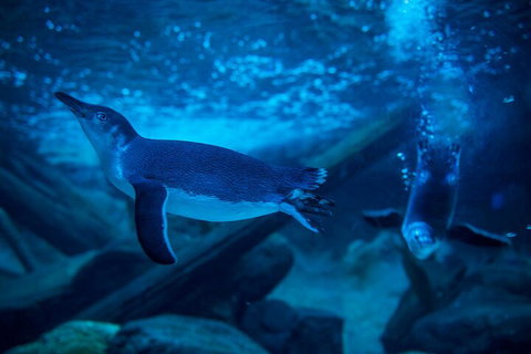 SEA LIFE Sunshine Coast Aquarium Entrance Ticket - Accommodation Port Hedland 1