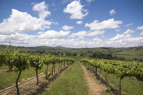 Hunter Valley Wine Tour From Sydney Incl Lunch, Cheese, Chocolate And Distillery - Accommodation Port Hedland 0