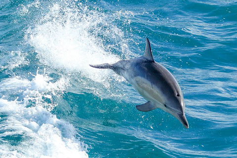 Wilsons Promontory Full Day Cruise - Accommodation Port Hedland 1