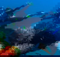 Scuba Dive the S.S. Yongala Wreck on the Great Barrier Reef. - Accommodation Port Hedland