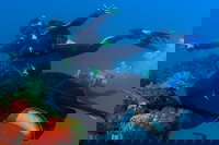 Scuba Dive the S.S. Yongala Wreck on the Great Barrier Reef., Townsville