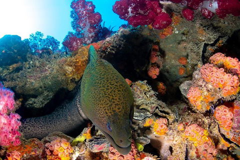 Scuba Dive The S.S. Yongala Wreck On The Great Barrier Reef. - Accommodation Port Hedland 1