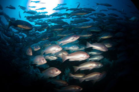 Scuba Dive The S.S. Yongala Wreck On The Great Barrier Reef. - Accommodation Port Hedland 4