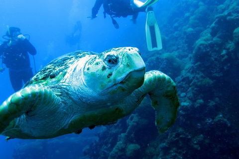 Scuba Dive The S.S. Yongala Wreck On The Great Barrier Reef. - Accommodation Port Hedland 5