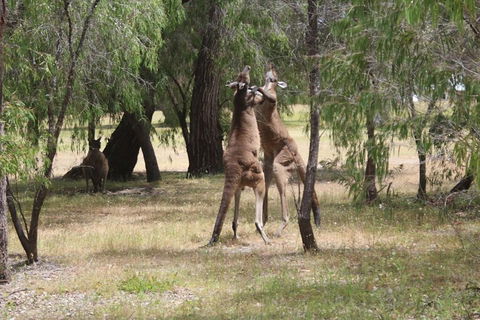 Margaret River Coastal And Wildlife Eco Trip From Busselton Or Dunsborough - Accommodation Port Hedland 1